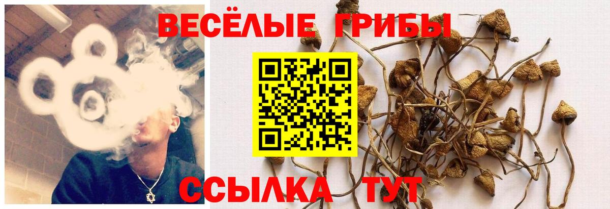 Дербент  Псилоцибиновые грибы Cubensis  купить наркотик  Вход с VPN  Галлюциногенные грибы MAGIC MUSHROOMS 